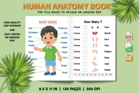 Human Body Parts Educational Resource