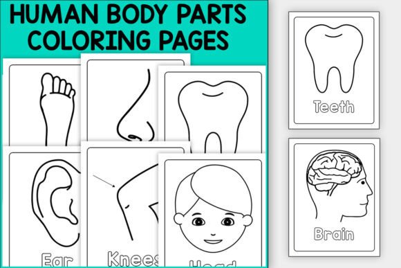 Creative Human Body Coloring Sheet