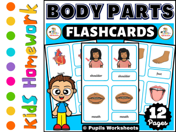 Educational Body Parts Flashcards Set