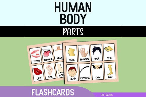 Engaging Human Anatomy Flashcards