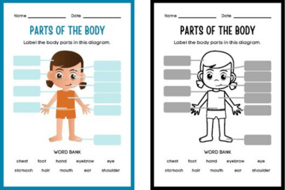 Fun Body Parts Science Worksheet