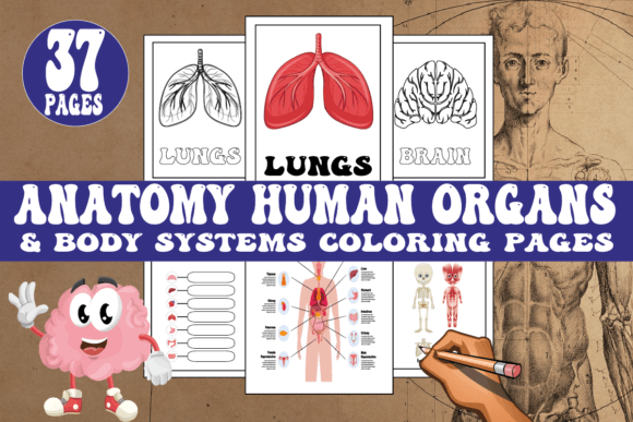 Human Organs Coloring Pages for Kids