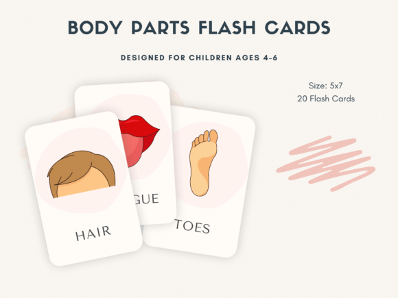 Interactive Human Anatomy Flashcards