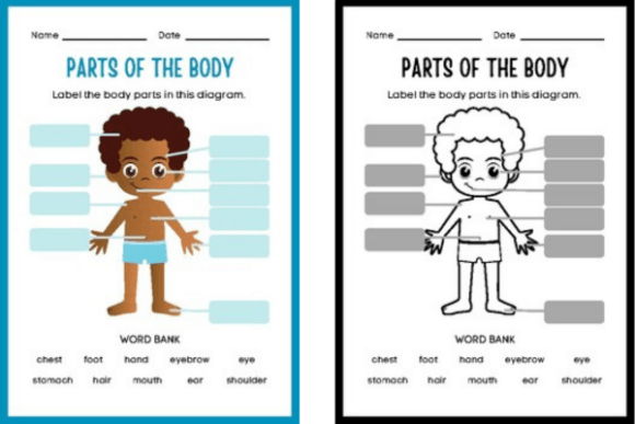 Interactive Body Science Worksheet