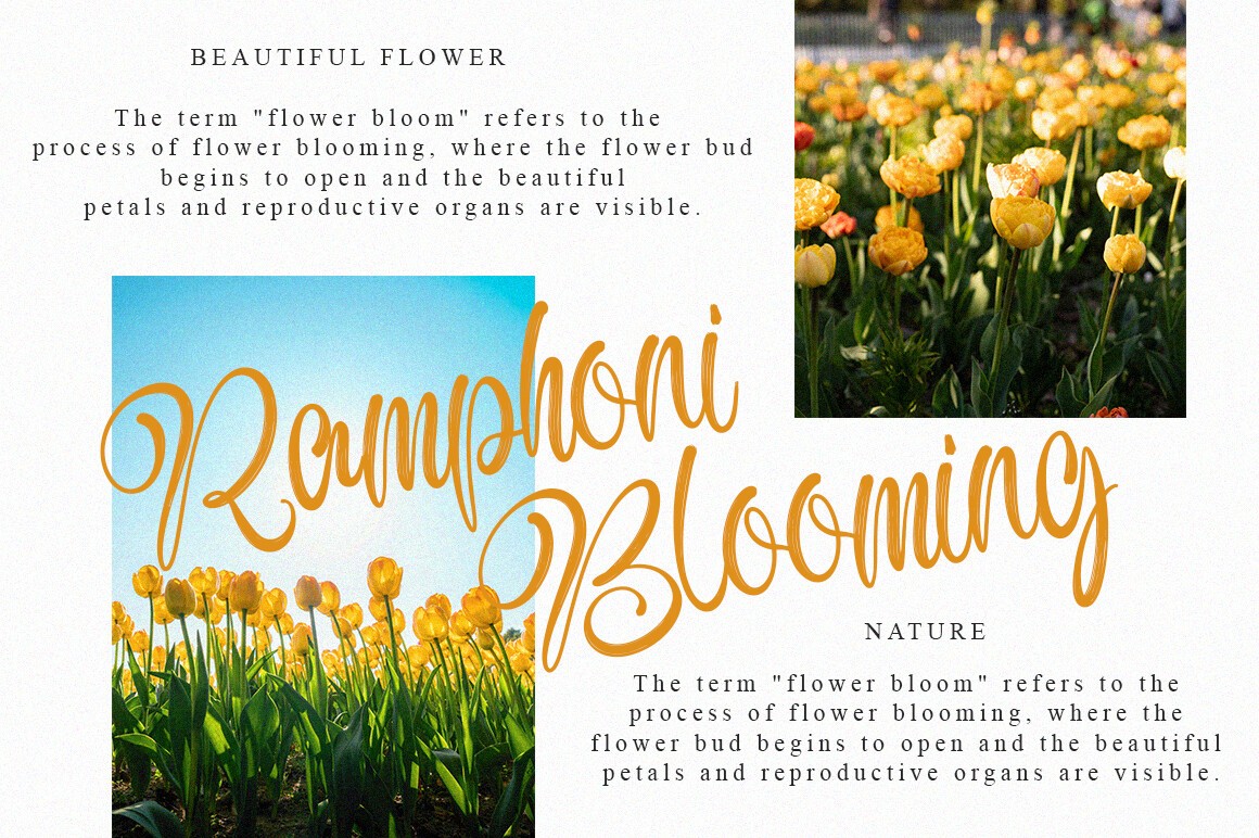 Antonia Morben Duo Font preview 2
