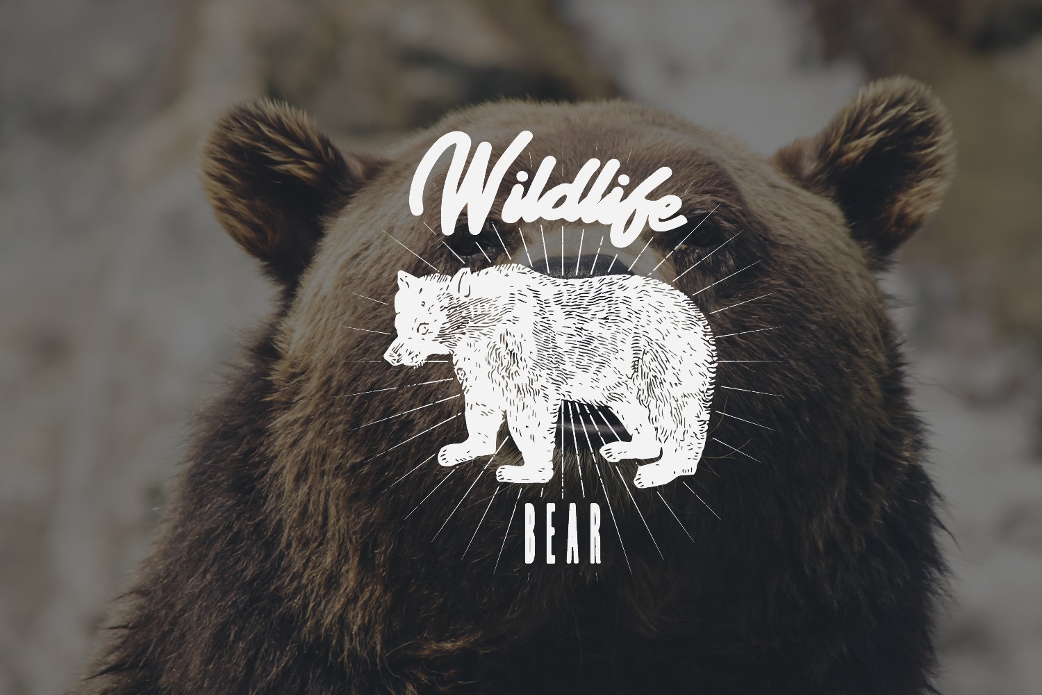 Thalib Font preview 8